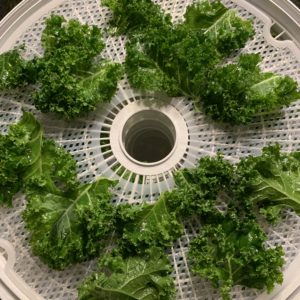 Kale chips drying 