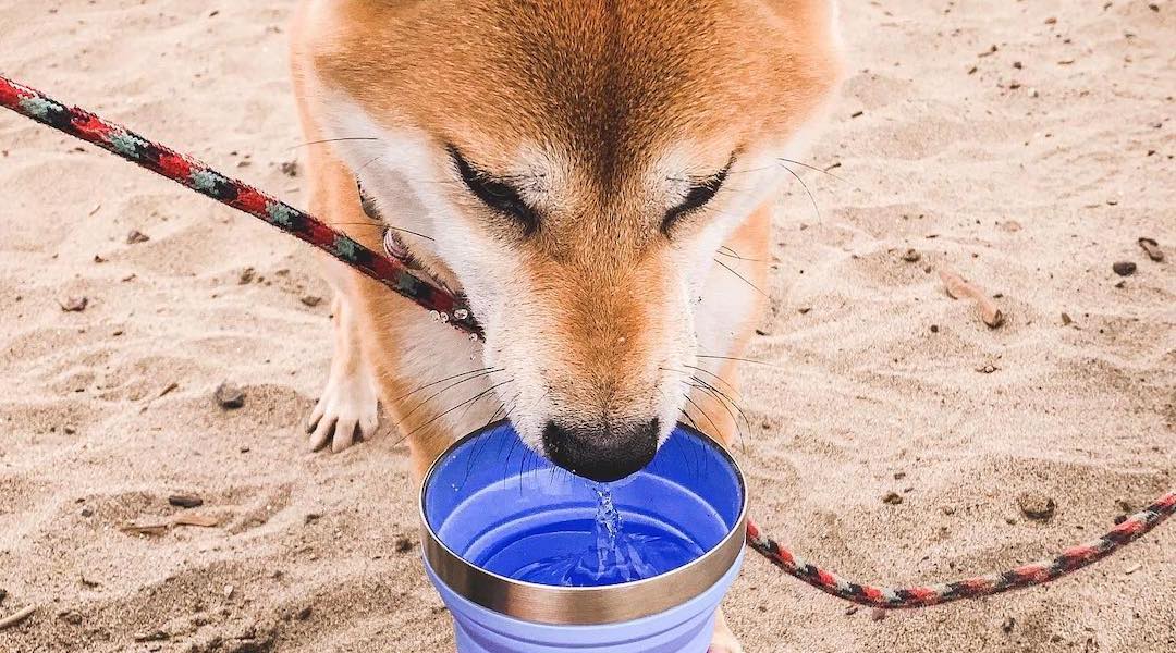 Dog drinking from HYDAWAY Collapsible Bowls Cups