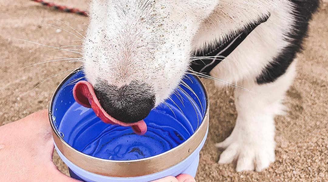 Dog drinking from HYDAWAY Collapsible dog cup bowl